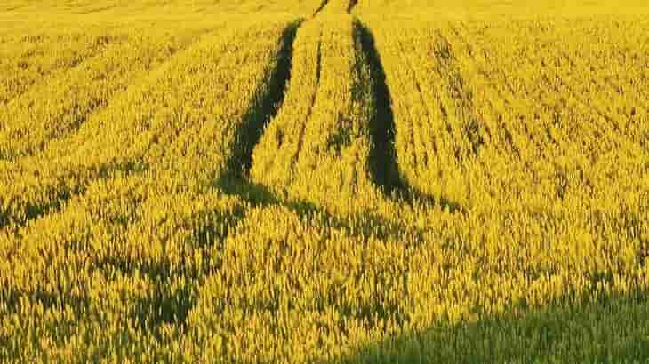 La sequa en Europa ha afectado a los cereales, pero la cosecha de girasol es rcord