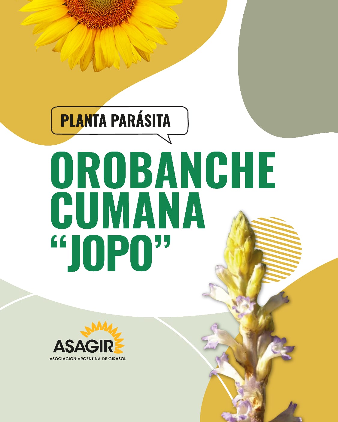 Orobanche cumana
